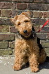 Photo Welsh Terrier