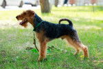 Photo Welsh Terrier