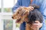 Photo Welsh Terrier