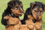 Photo Welsh Terrier