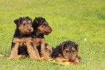 Photo Welsh Terrier