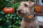 Photo Welsh Terrier