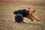 Photo Welsh Terrier