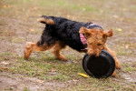 Photo Welsh Terrier