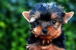 Photo Welsh Terrier