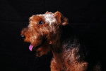Photo Welsh Terrier