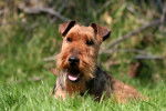 Photo Welsh Terrier