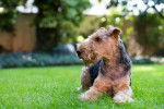 Photo Welsh Terrier