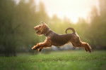 Photo Welsh Terrier