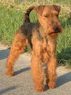 Welsh Terrier - Welsh Terrier