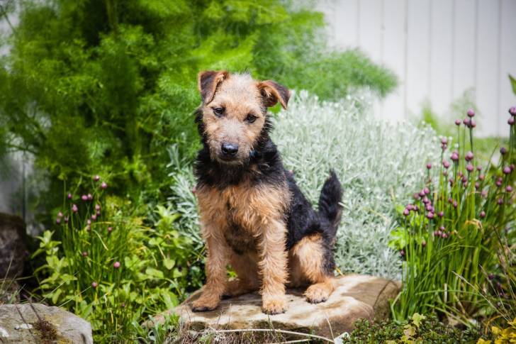 Photo Welsh Terrier