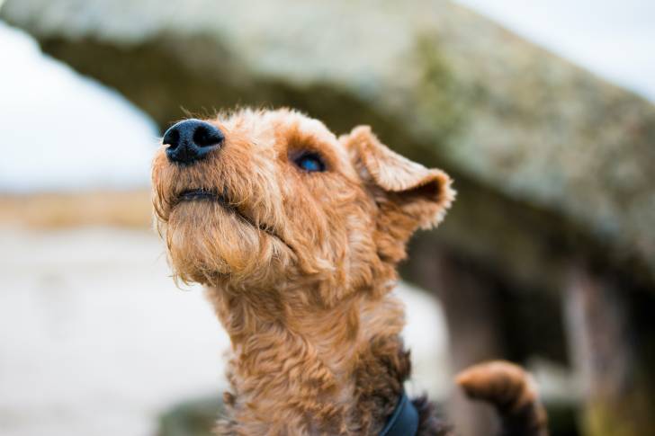 Photo Welsh Terrier