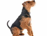 Photo Welsh Terrier