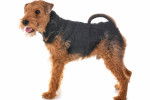 Photo Welsh Terrier
