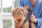 Photo Welsh Terrier