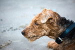 Photo Welsh Terrier