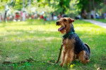 Photo Welsh Terrier