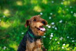 Photo Welsh Terrier