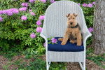 Photo Welsh Terrier