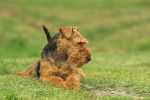 Photo Welsh Terrier