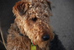Photo Welsh Terrier