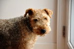 Photo Welsh Terrier