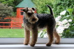 Photo Welsh Terrier