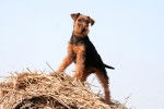 Photo Welsh Terrier