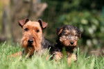 Photo Welsh Terrier