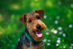 Photo Welsh Terrier
