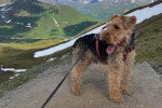 Un Welsh Terrier au sommet d'une montagne