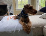 Un Welsh Terrier allongé sur un lit