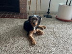 Un Welsh Terrier allongé sur une moquette