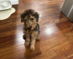 Un Welsh Terrier assis sur un parquet