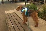Un Welsh Terrier tenu en laisse 