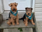 Deux Welsh Terrier assis devant une porte