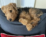 Un Welsh Terrier allongé sur un panier