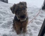 Un Welsh Terrier assis sur une surface enneigée