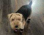 Un Welsh Terrier regardant vers la caméra et portant des chaussettes 