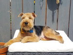 Un Welsh Terrier allongé sur un lit