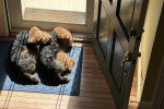 Deux Welsh Terrier allongé sur un tapis