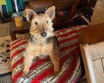 Un Welsh Terrier assis sur un lit