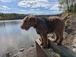 Un Welsh Terrier sur un muret et portant un harnais