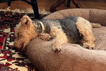 Un Welsh Terrier allongé sur un canapé et semblant dormir