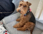 Un Welsh Terrier assis sur un panier