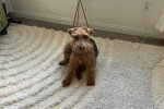 Un Welsh Terrier assis sur un tapis