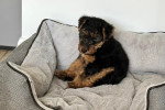 Un Welsh Terrier assis sur un panier