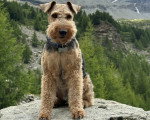 Un Welsh Terrier assis au sommet d'une montagne et portant un collier autour du cou