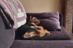 Un Welsh Terrier allongé sur un canapé
