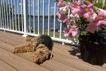 Un Welsh Terrier allongé sur un plancher en bois